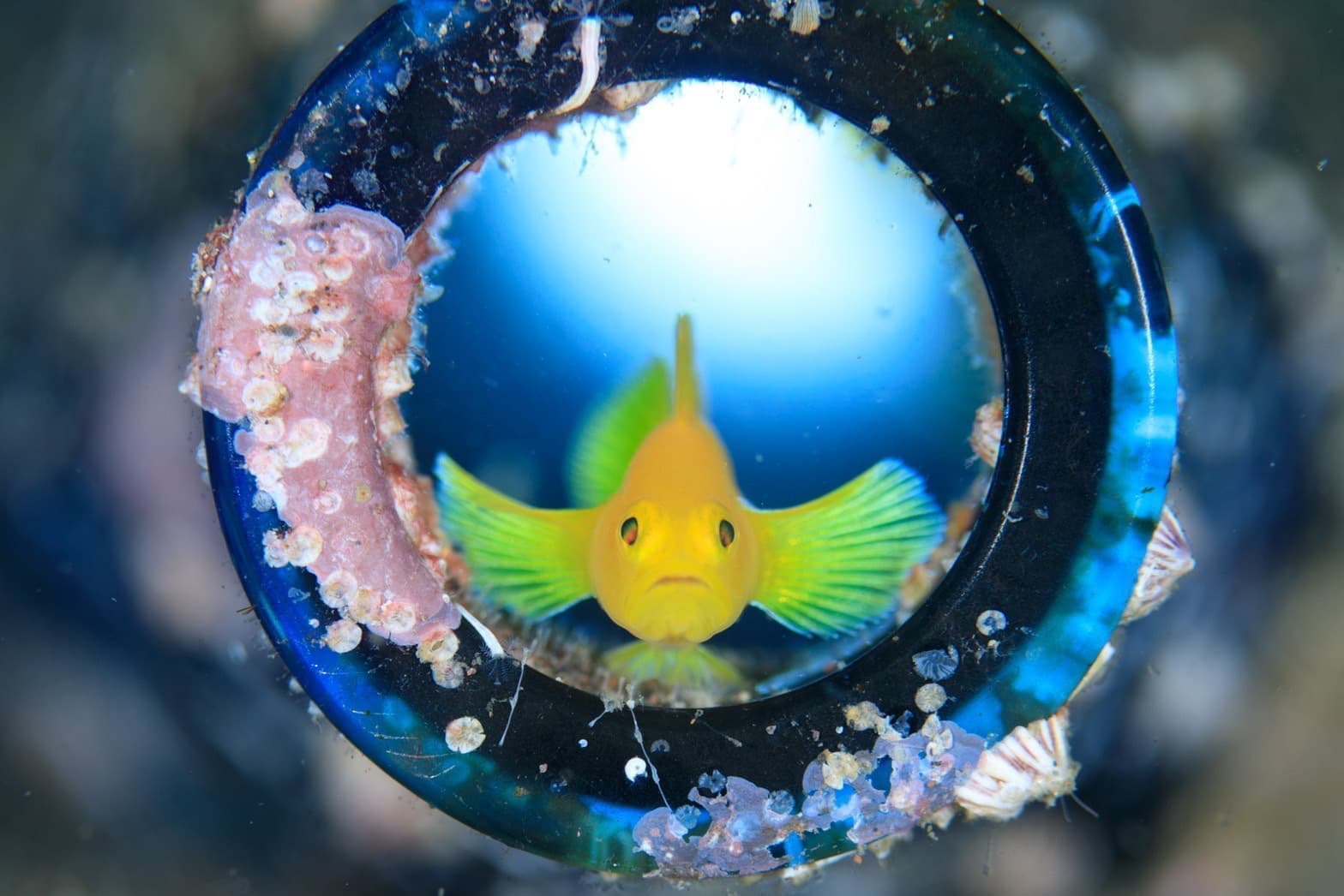 沼津市大瀬崎「オーシャンビュー・フジミ ダイバーズインフジミ」